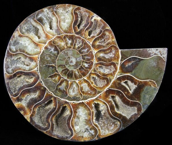 Polished Ammonite Fossil (Half) - Agatized #65005